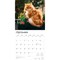Ginger Cats | 2026 12 x 24 Inch (Hanging) Monthly Square Wall Calendar | Plastic-Free